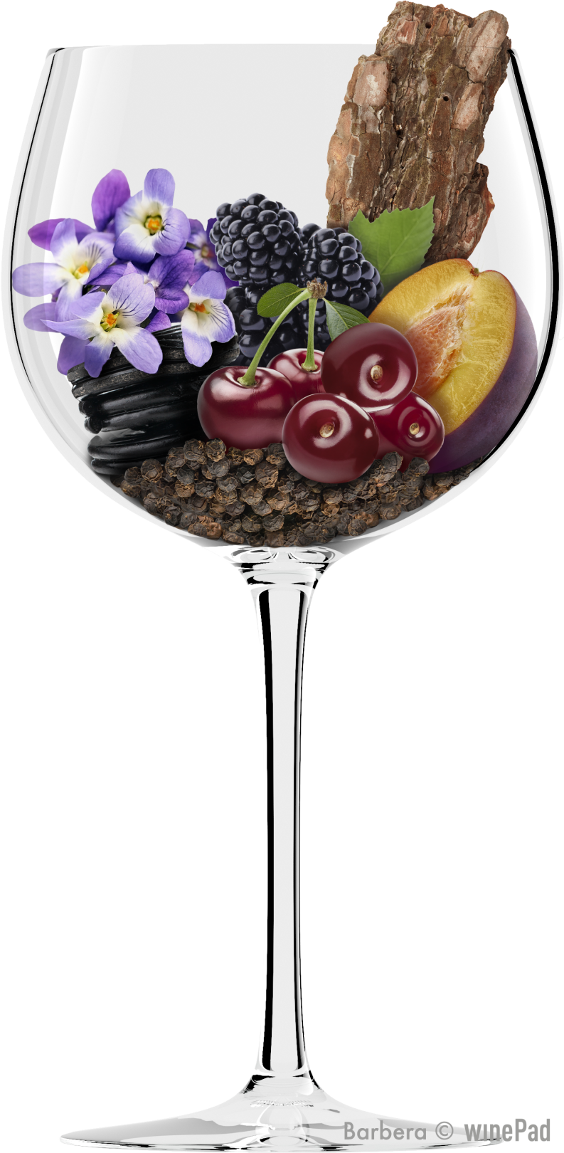 Barbera Barbera