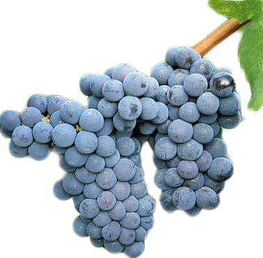 Carignan