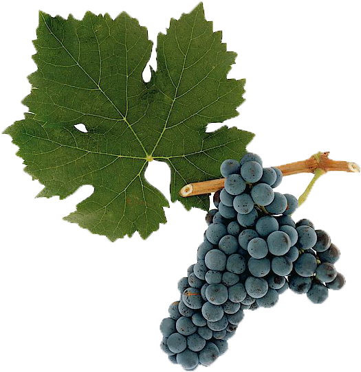Cabernet Franc Cabernet Franc