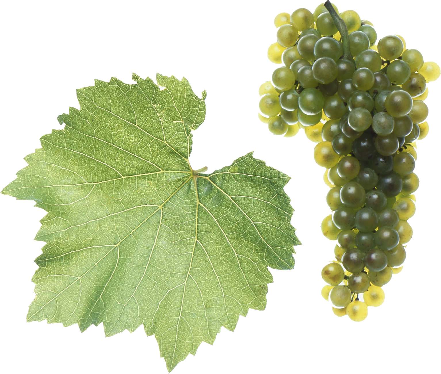 Chardonnay Chardonnay